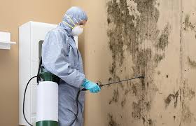 Best Basement Mold Removal  in Maryland City, MD